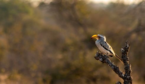 Bijzondere vogels Kruger NP